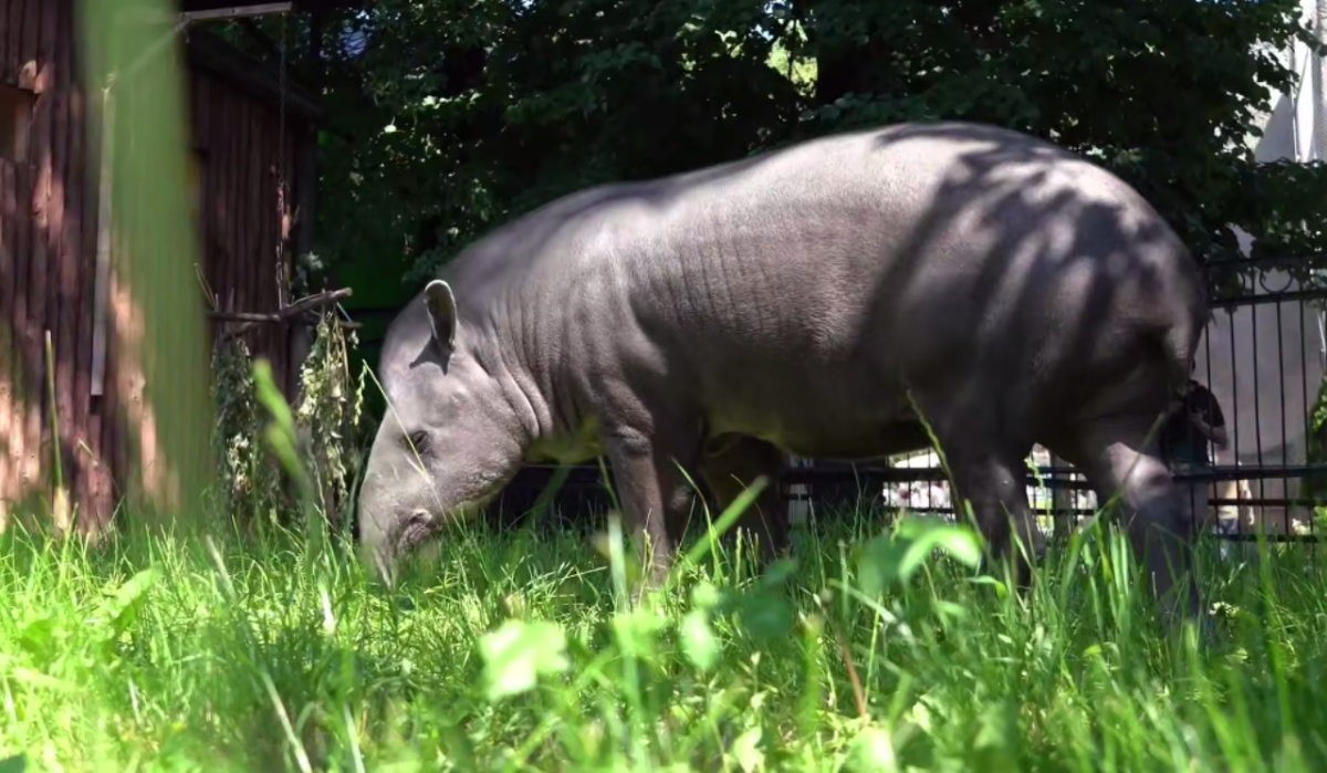     Сью. Источник: t.me/svetlanaakulova1 Автор фото: Скриншот видео