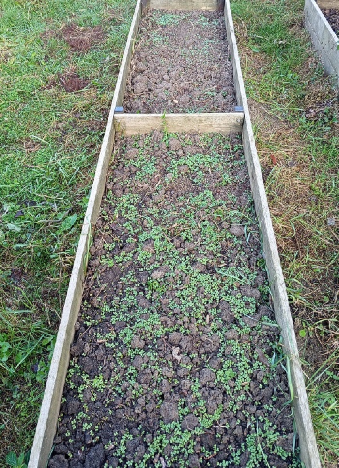 Грядка к весеннему посеву огурцов готова. Успели за пару дней прорасти семена горчицы. 