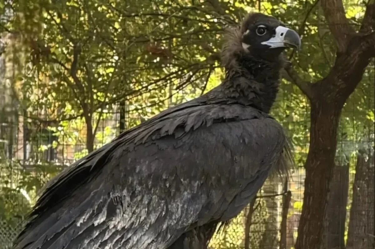    В хабаровском зоосаде черный гриф наконец вышел из карантина