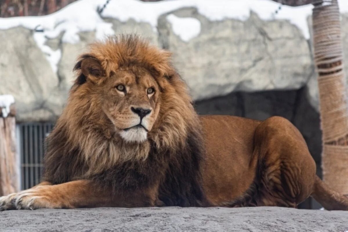    Новосибирский зоопарк объяснил, что происходит с останками животных