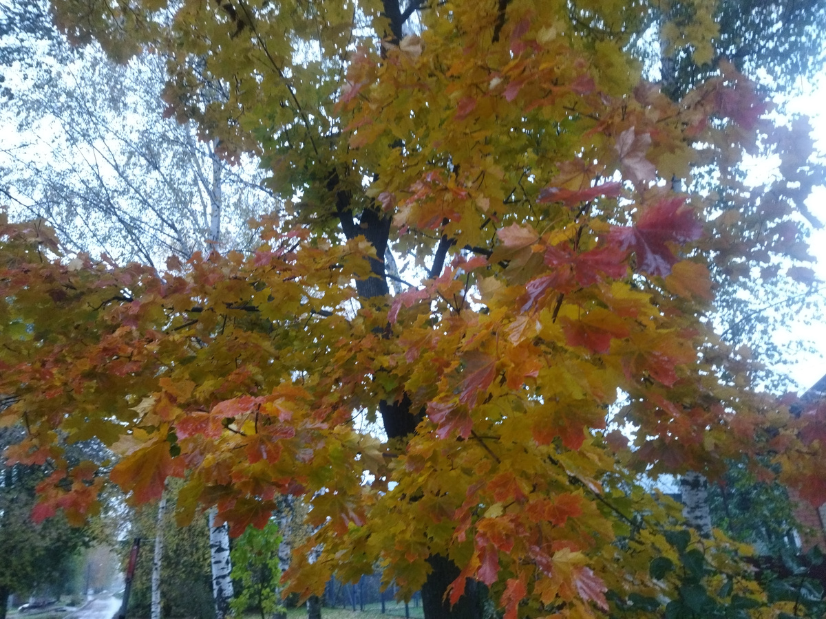 Краски осени