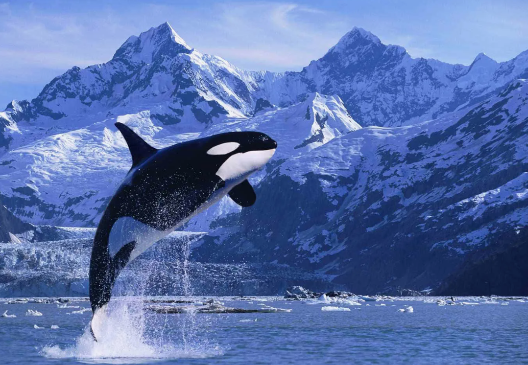 На наших Ютуб каналах есть большое видео про зубатых китов. Все ссылки в описании канала на Дзен