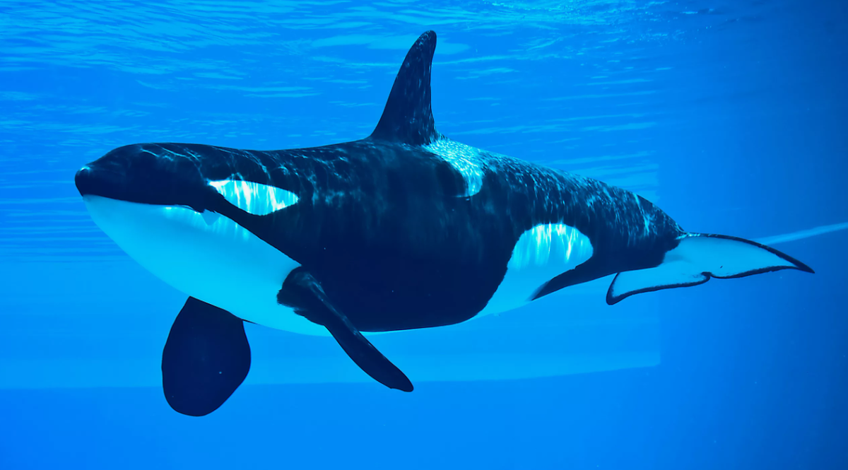 У косаток самый крупный мозг среди всех дельфинов — до 6 кг, с развитыми зонами эмоций и памяти.