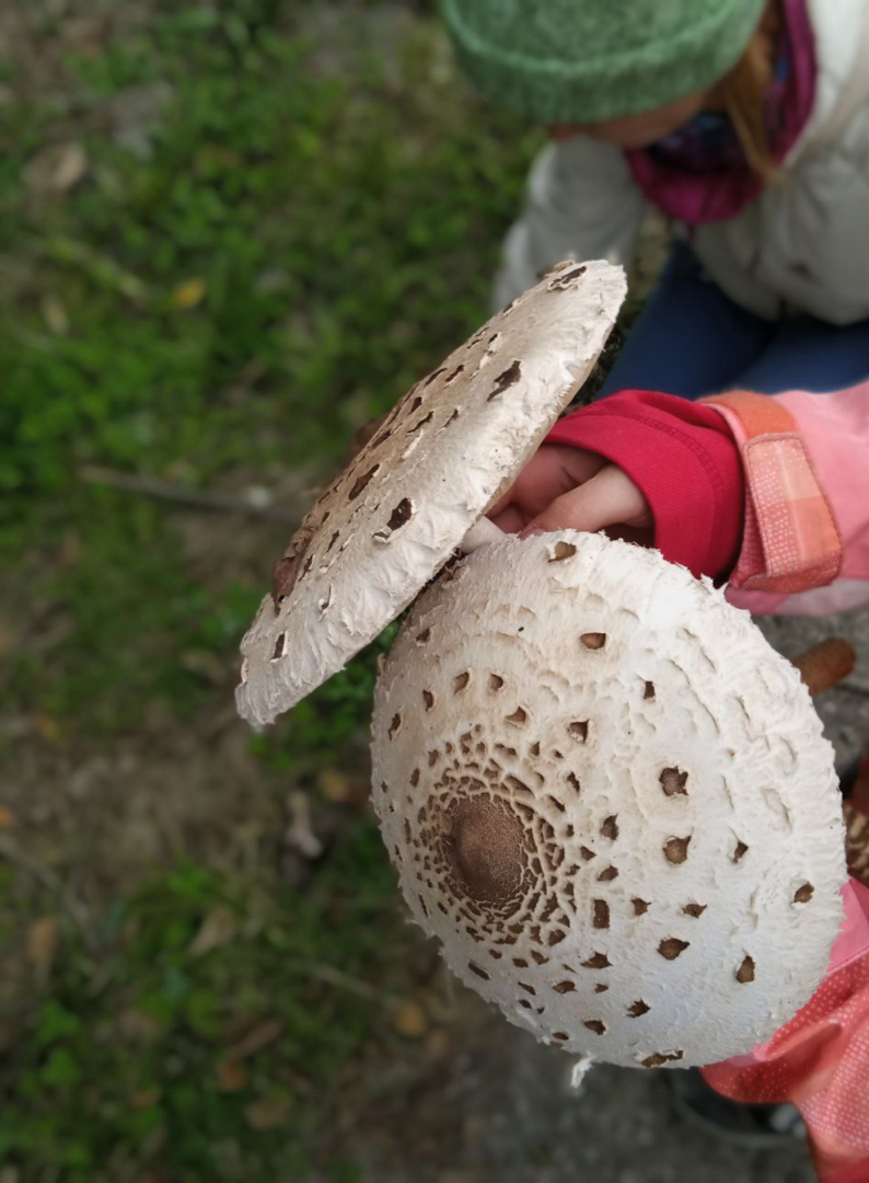 Вот такие шикарные зонтики растут в дилижанских лесах.