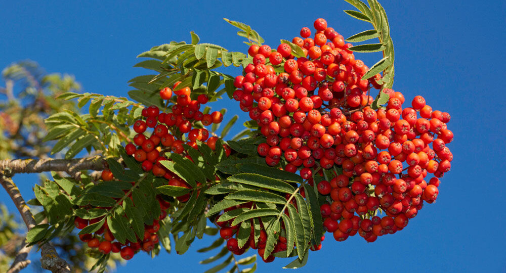 Рябина — не просто красные ягоды: как дар осени укрепляет здоровье