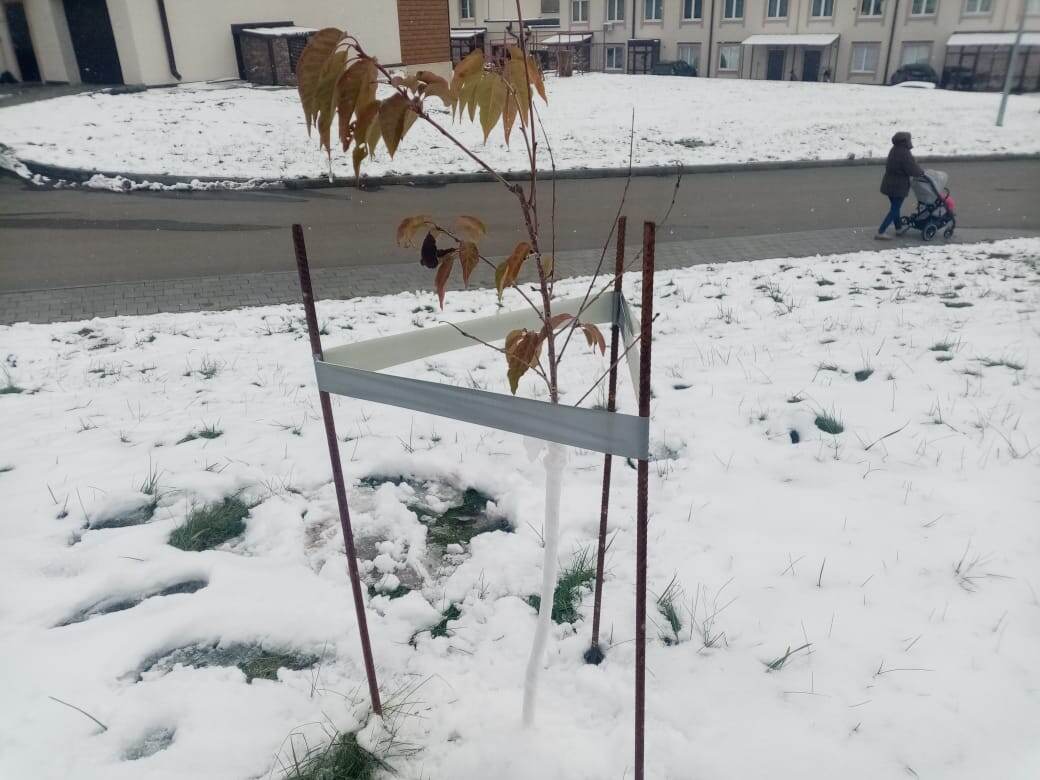 Сакура. Замотала ствол