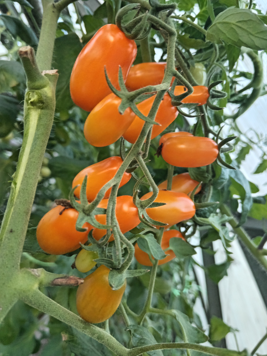 Томат Грушевый апельсин