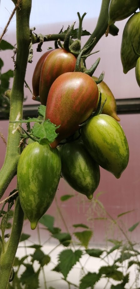 Томат Конфеты Сладкие сосульки