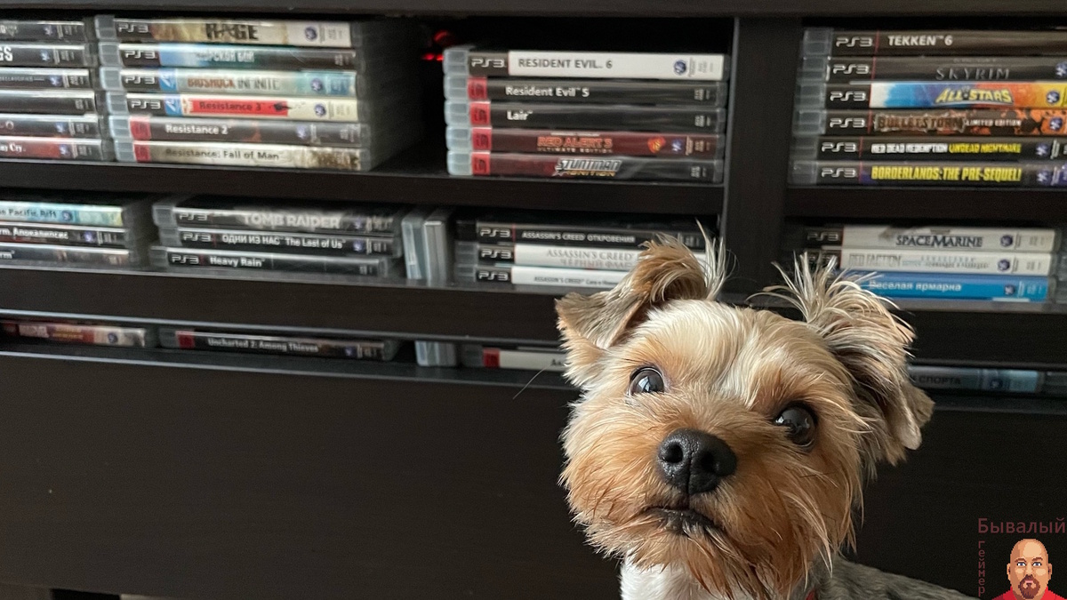 Коллекция Александра Литвиненко под охраной сердитого пёселя Арчи.