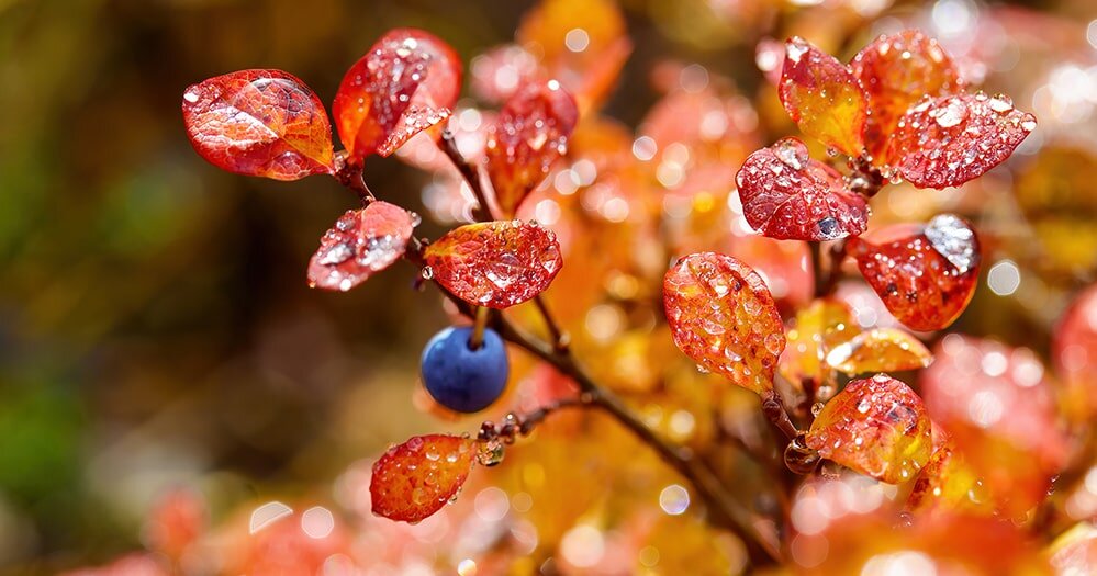 Осенняя посадка голубики: пошагово от выбора саженца до ухода после посадки