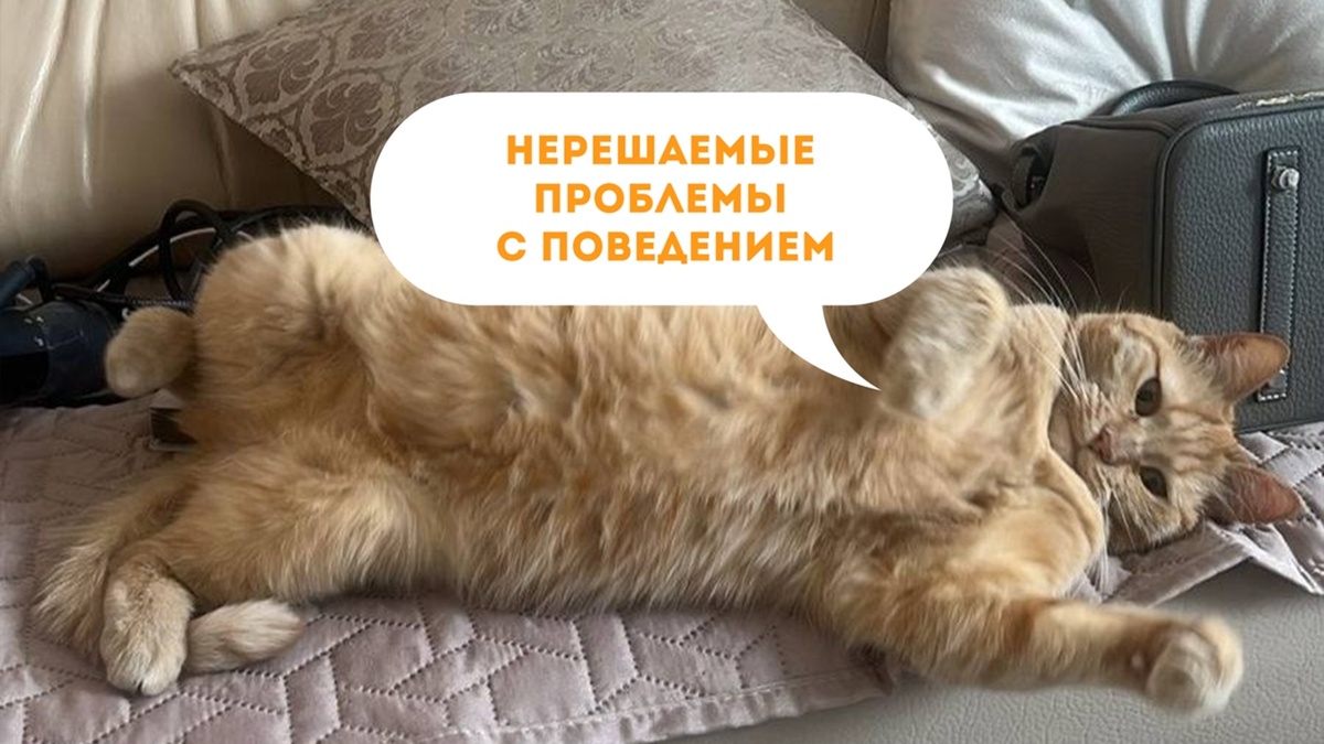 Амарани уехала домой 20 сентября 2024 года.