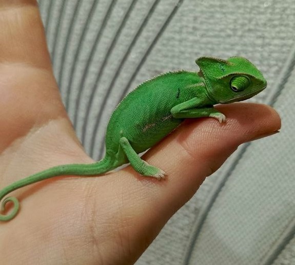 Хамзик. Только появился у нас.