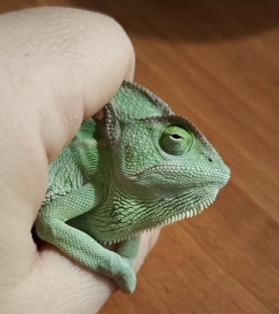 Хамзик постарше. Семейное фото.