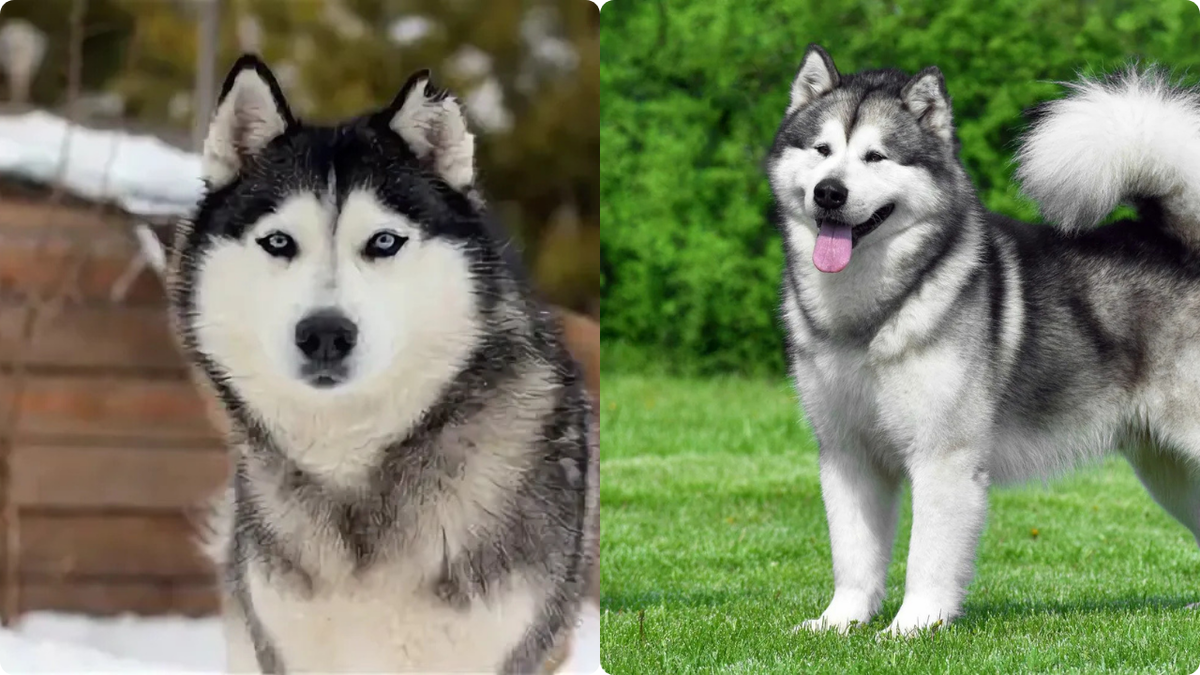 Слева Хаси, справа Маламут