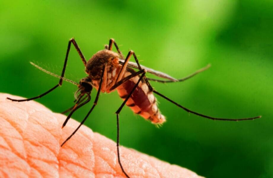    Фото: alabamatermite.com