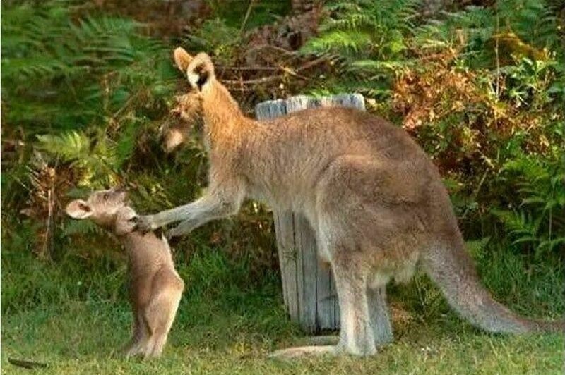    15 диких животных, которые стали идеальными мемами
