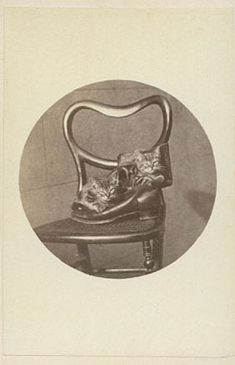    14 фото «брайтонских котиков»: история первых мемов с животными из XIX века