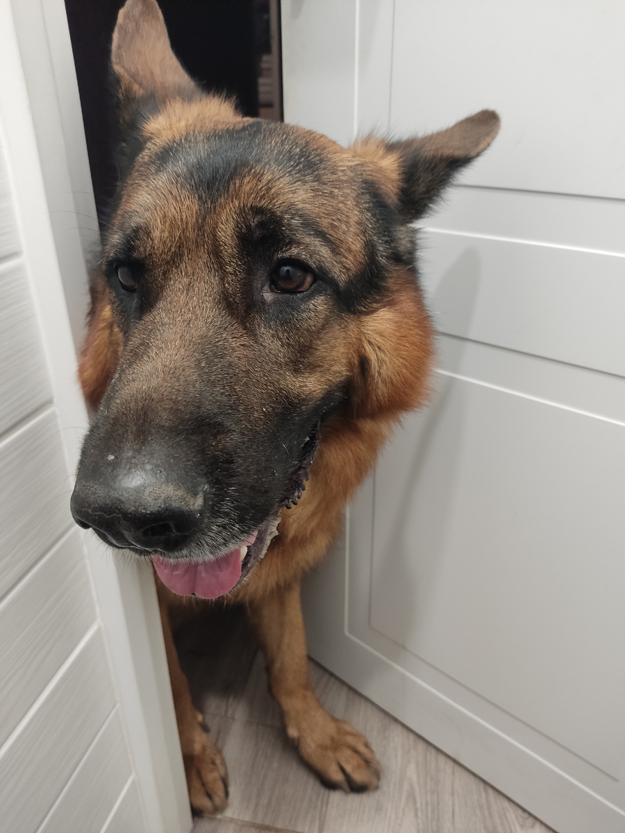 Как маленький ребенок, пасёт хозяйку даже в туалете. Конкретно здесь он пришел в сортир  поблагодарить меня за долгую вечернюю прогулку, а заодно потыкаться носом и получить в ответ порцию любви и нежности перед сном. Всё на мордочке написано.