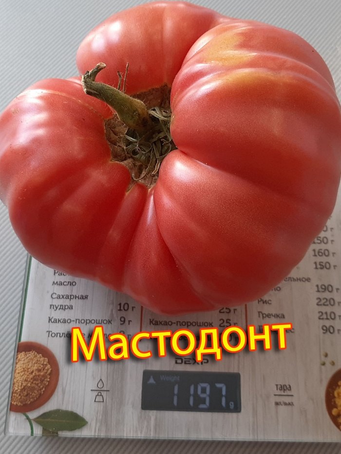 Мастодонт