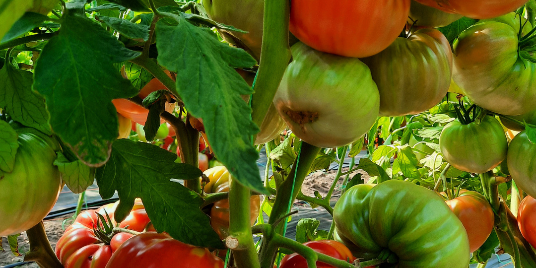 Почему крупноплодные томаты надо обязательно подкармливать.