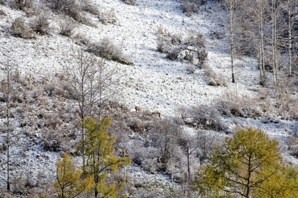    Осенний учет медведей и маралов в Алтайском заповеднике. Источник: Светлана Кульбацкая