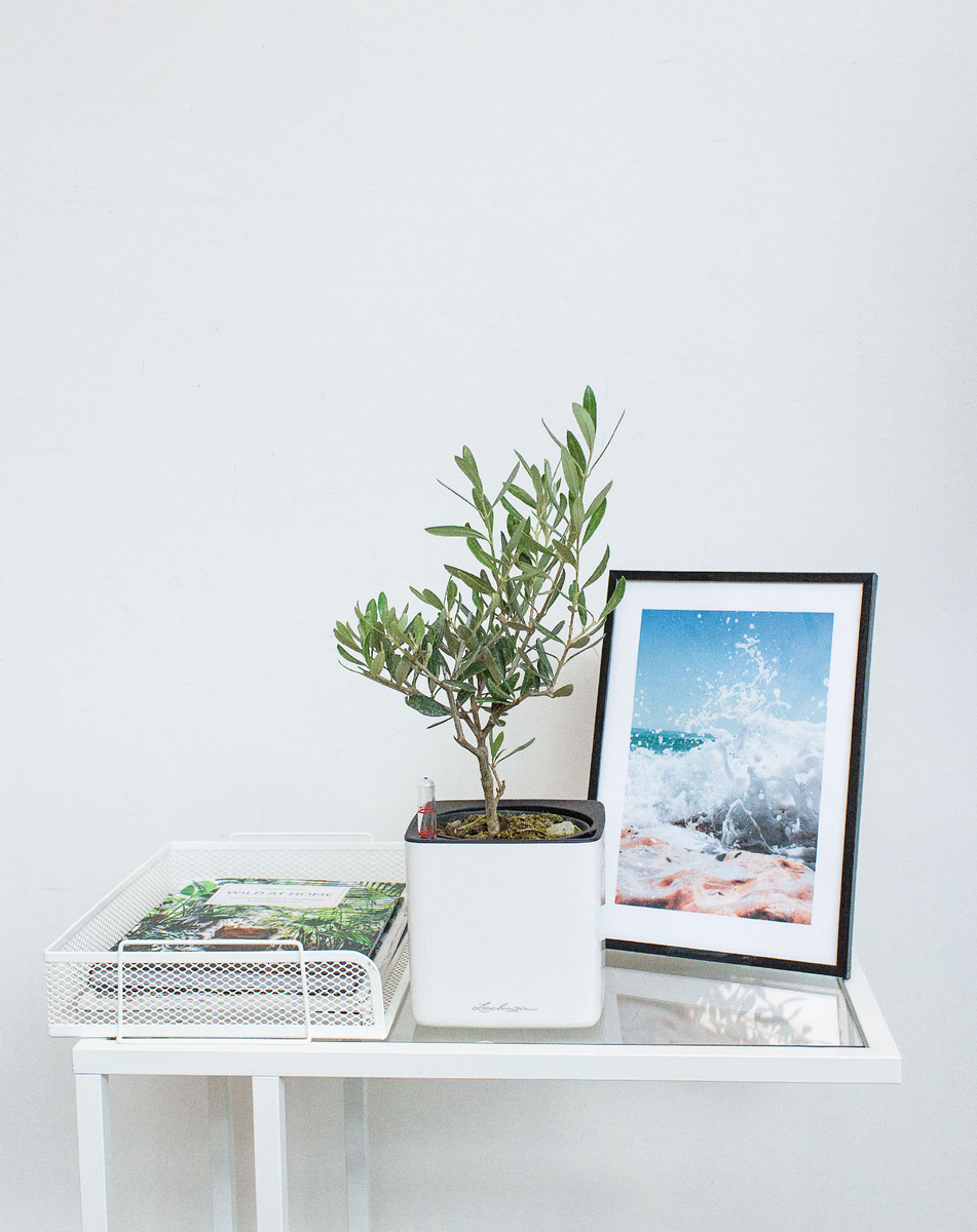 Дерево оливы дома