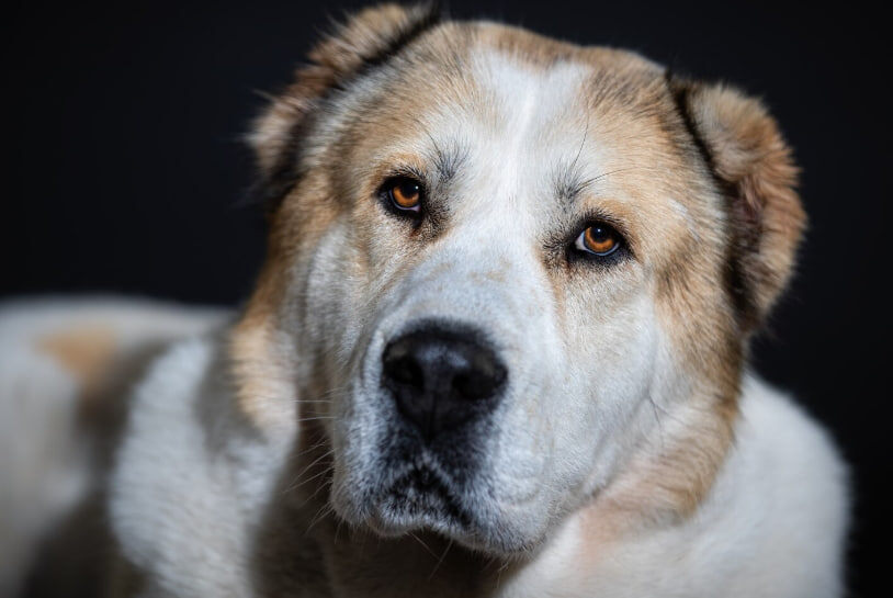    Фото: vladimircech/Freepik