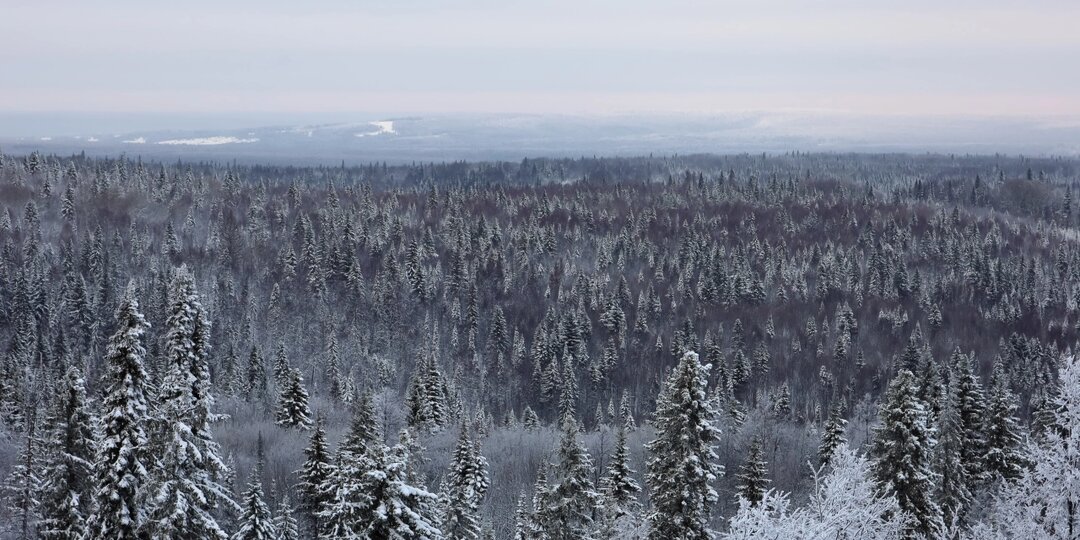Срочно: Телефон пропавшей в тайге семьи туристов Усольцевых "ожил" спустя 10 дней. Спасатели проверяют новый "квадрат"