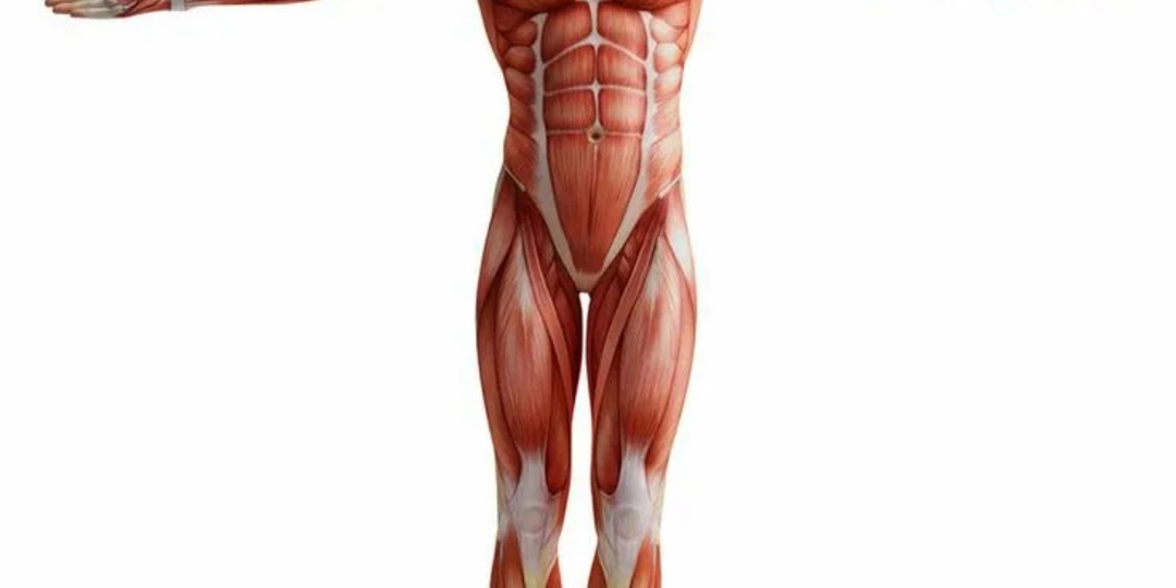 ХРЯЩ, ХРЯЩ… МЫШЦЫ!!