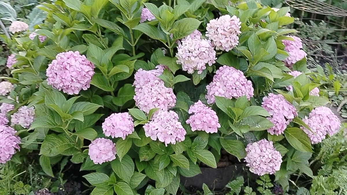 Фото автора Цветение гортензии крупнолистной летом 2025 года