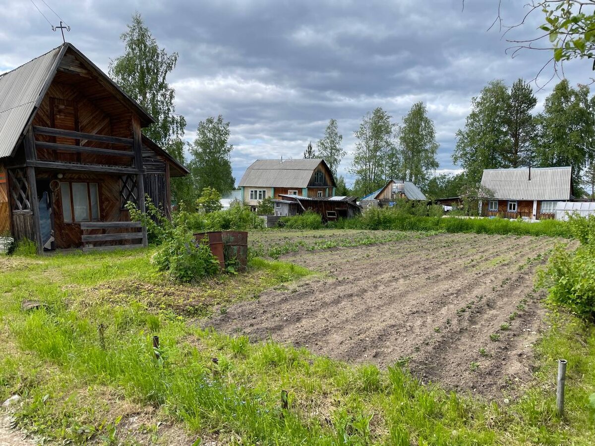    Осенью вместо горчицы сею этот мощный сидерат - проволочника и фитофтору счищает вмиг: идеально после картошки и томатов