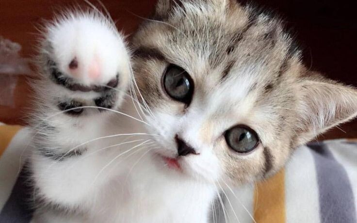 Почему кошки топчут нас лапками? Тайна мурлыкающей любви