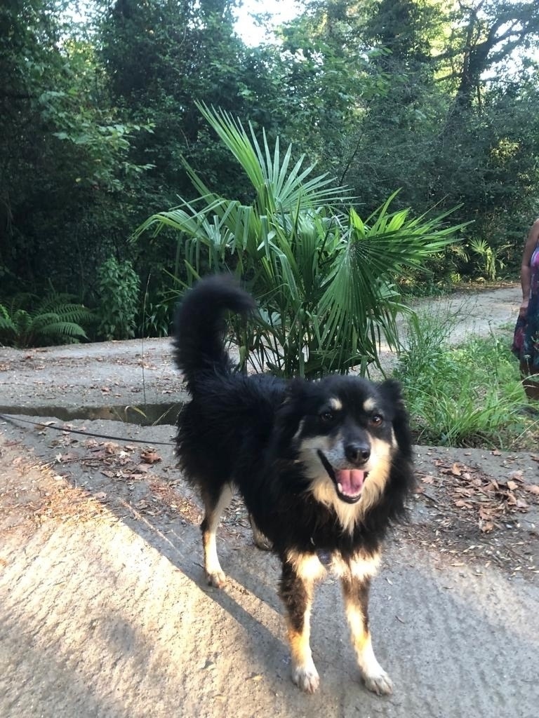 Счастливый песик Арчи.