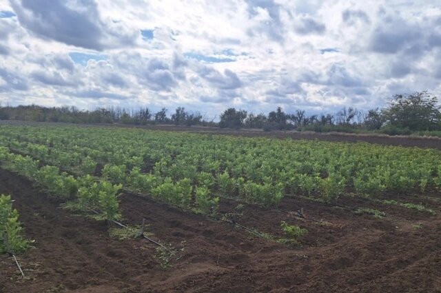    Фото: ГУП РК Крымавтодор