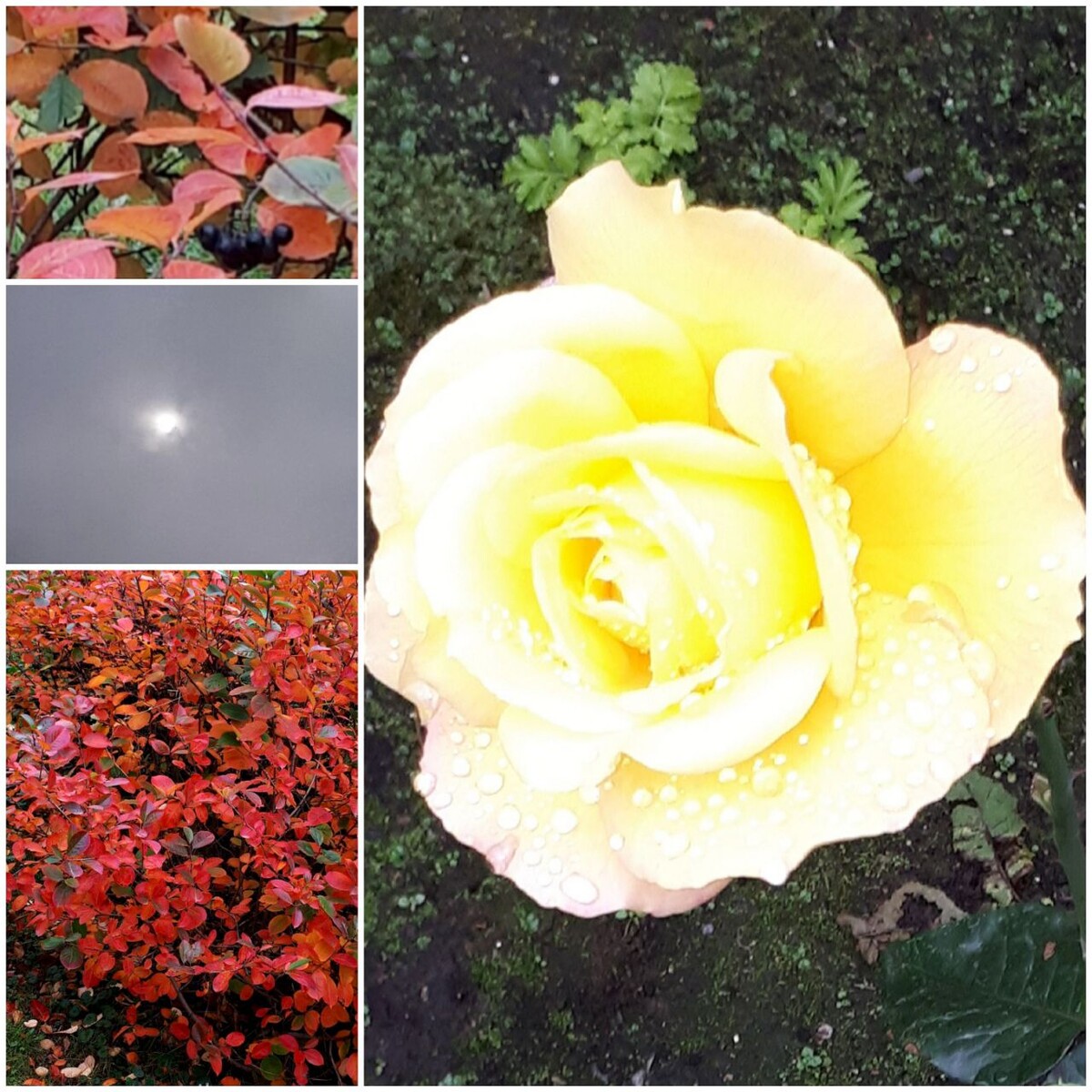 Коллаж автора статьи 09.10.2025г.