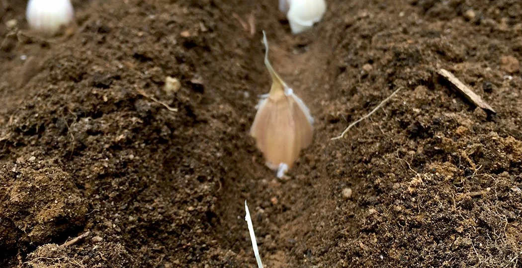 🌾 Смотрю — бабушка чем-то «поливает» чеснок после посадки: хотела поругаться, а оказалось — нужно хвалить!
