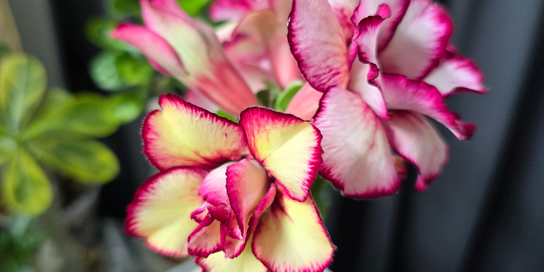 Типичные ошибки начинающих любителей адениумов.