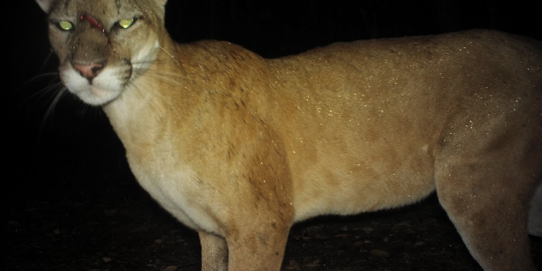 Как пумы-матери защищают детёнышей от могучих медведей: тактика, отчаяние и ярость