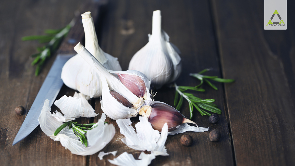 Делимся секретными приемами при выращивании чеснока