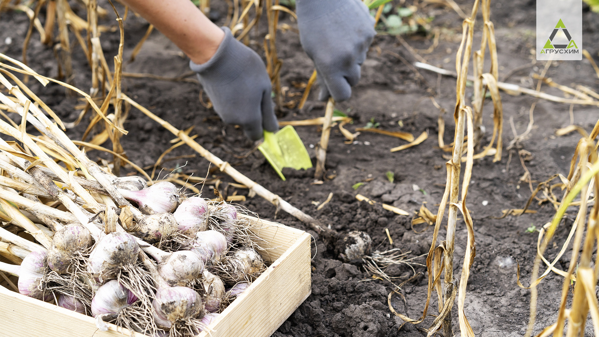Первая ошибка - просто воткнуть зубчики в землю