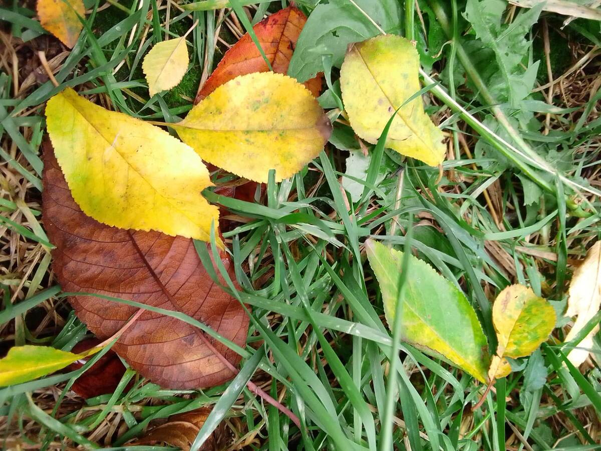 осенние жёлтые листья на траве