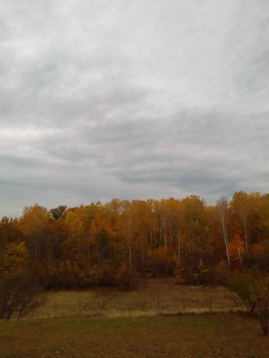 Лес в осенних красках