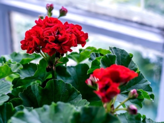 Как укоренить герань черенками в домашних условиях — 3 верных способа