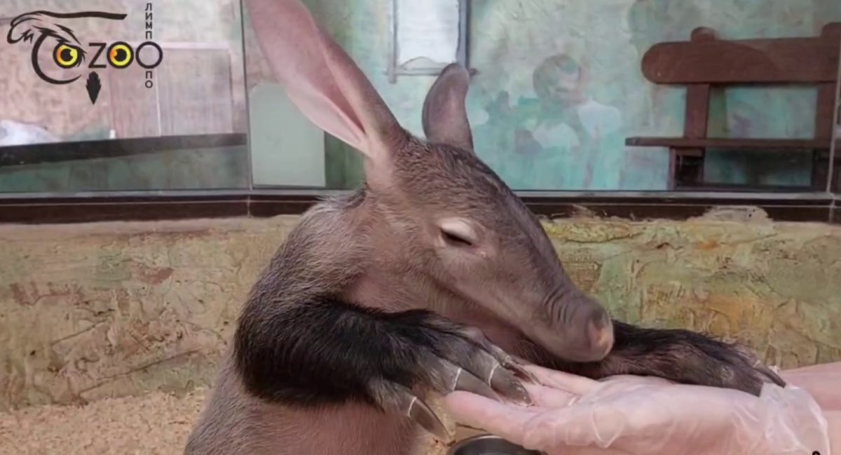    Зверька причесали с разных сторон, почистили длинные ногти и очистили мордочку