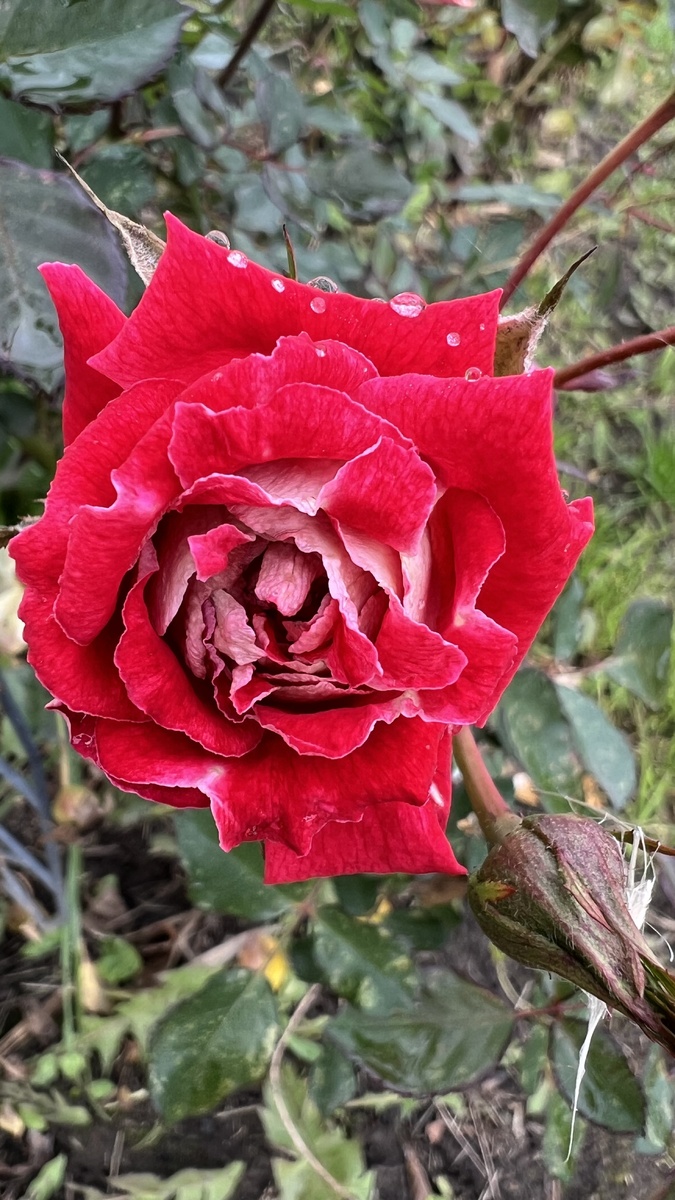 Моя красота 😍 