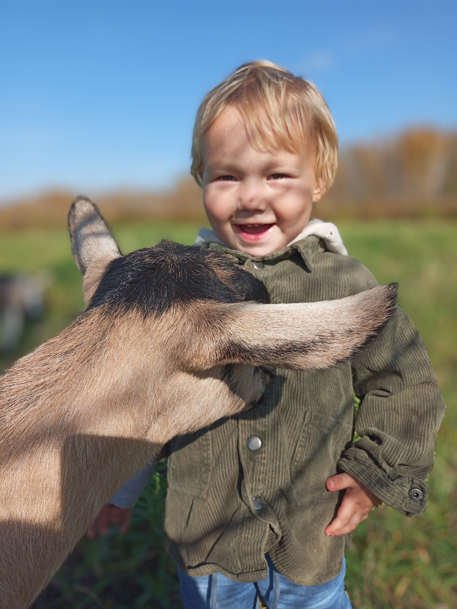Счастливы ли наши козы...

Я вообще не любитель писать статьи.. Рассуждать о чем что, тем более советовать.. Но здесь прямо накипело...

Когда задают такие вопросы: "А счастливы ваши козы?" "А что, вы на мясо убираете и больших и маленьких коз?" "А слышали вы, о так называемой (модной в наше время) ферме, где животные доживают свою жизнь в хороших условиях, и они там счастливы? !! "

Отвечу сразу на все вопросы. Мы кушаем мясо, мы убираем и козлят и коз,кто дает мало молока или неперспективные- называется это выбраковка. Это сельскохозяйственные животные, продуктивные животные, они содержаться в хороших условиях, хорошо питаются.   Но это животные- они в конечном итоге всегда идут в морозилку. Я толерантно отношусь к вегетарианству и всему, что с этим связано. Но... Не нужно навязывать свое мнение другим. Так же и я вам не буду говорит, пейте козье молоко и ешьте козлятину- это ваш выбор. И животные на ферме не умирают от старости,их убирают, тогда, когда приходит определённое время. Так называемые фермы, гда крс и мрс живут счастливо это крутой маркетинговый ход, любой фермер вам скажет, что содержать животных "в счастье" никто просто так не будет ))) если конечно люди не будут сами это спонсировать. Поэтому, если вы поддерживаете это философию, то ради бога, только не нужно пропагандировать ее. Давайте будем немного фильтровать ту информацию, что нам дает интернет и анализировать ее.