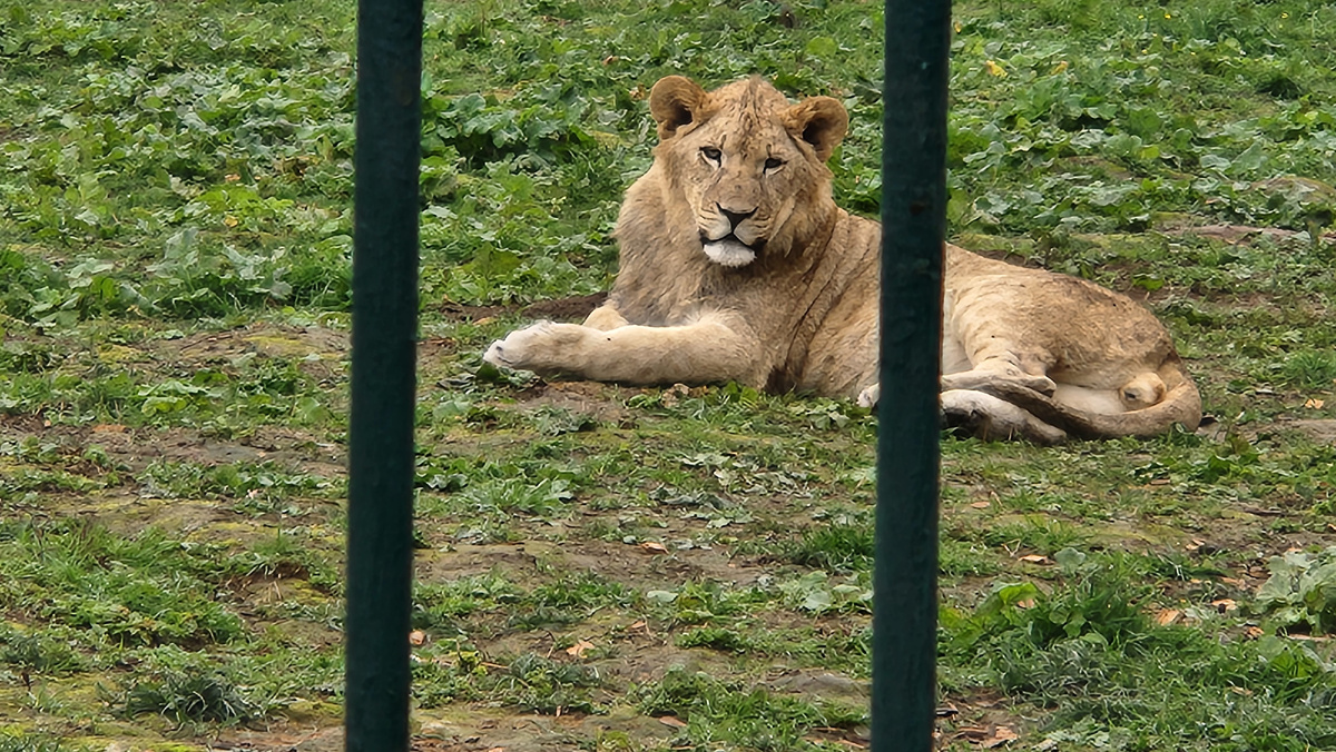 Какие же они величественные!