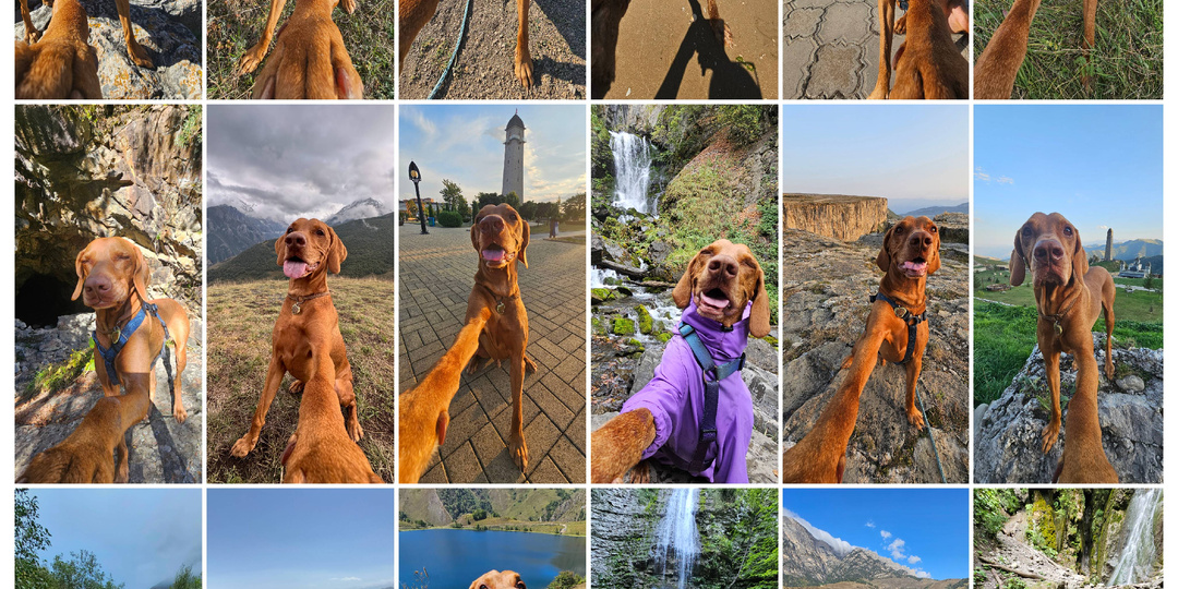 Собака-путешественник делает селфи