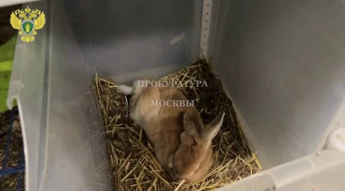    Фото: скриншот с видео / Прокуратура Москвы / Telegram