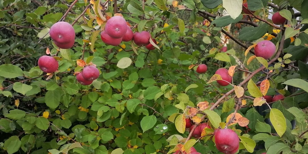 Обработка деревьев осенью мочевиной для повышения иммунитета и борьбы с болезнями